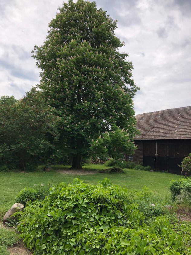 Die riesige Kastanie zwischen Haupthaus und Scheune Dreesch7 Die riesige Kastanie zwischen Haupthaus und Scheune Dreesch7