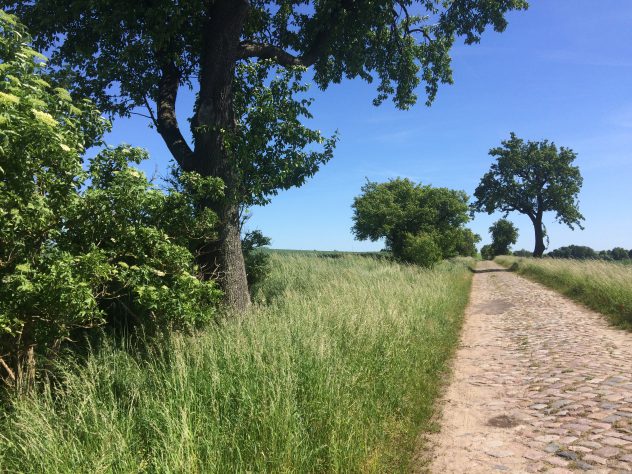 Ein Kopfsteinplasterweg zwischen Feldern und Bäumen führt von Seelübbe nach Prenzlau