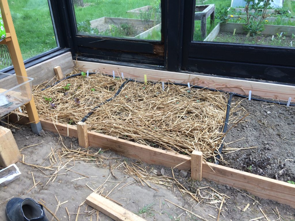 Gewächshaus aus alten Fenstern, Teil III – Dreesch7